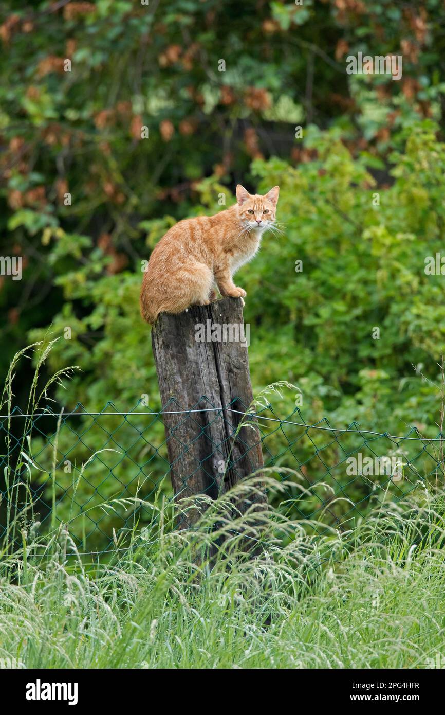 Gatto domestico che siede fuori sul palo di legno della recinzione del giardino Foto Stock