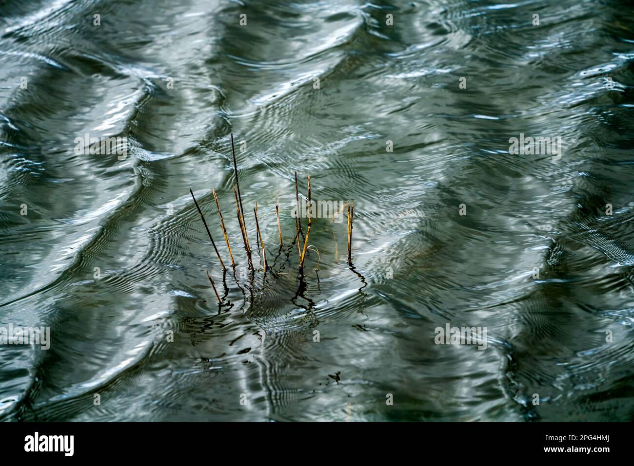 Erba allagata, onde sul fiume Weser con riflessi solari, Wesertal, Weserbergland; Germania Foto Stock