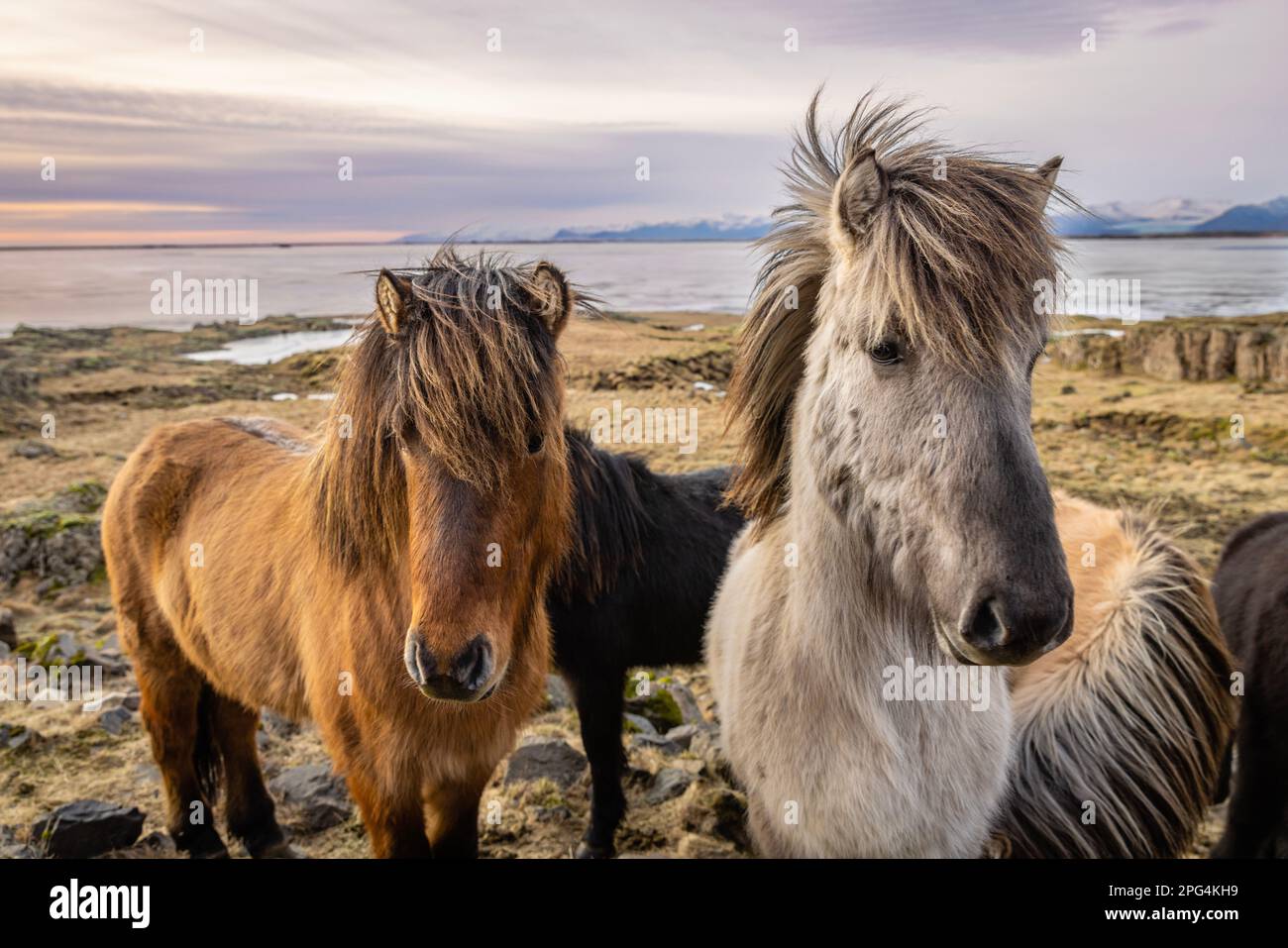 Luce al tramonto sui cavalli islandesi vicino a Vik, Islanda Foto Stock