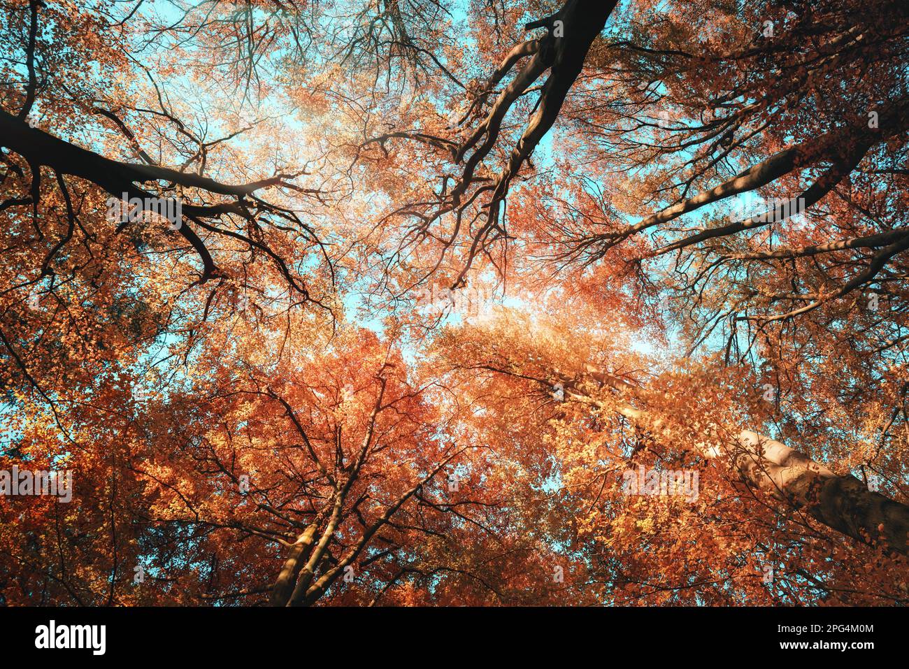 Albero baldacchino con belle tonalità arancio autunno e cielo color verde Foto Stock