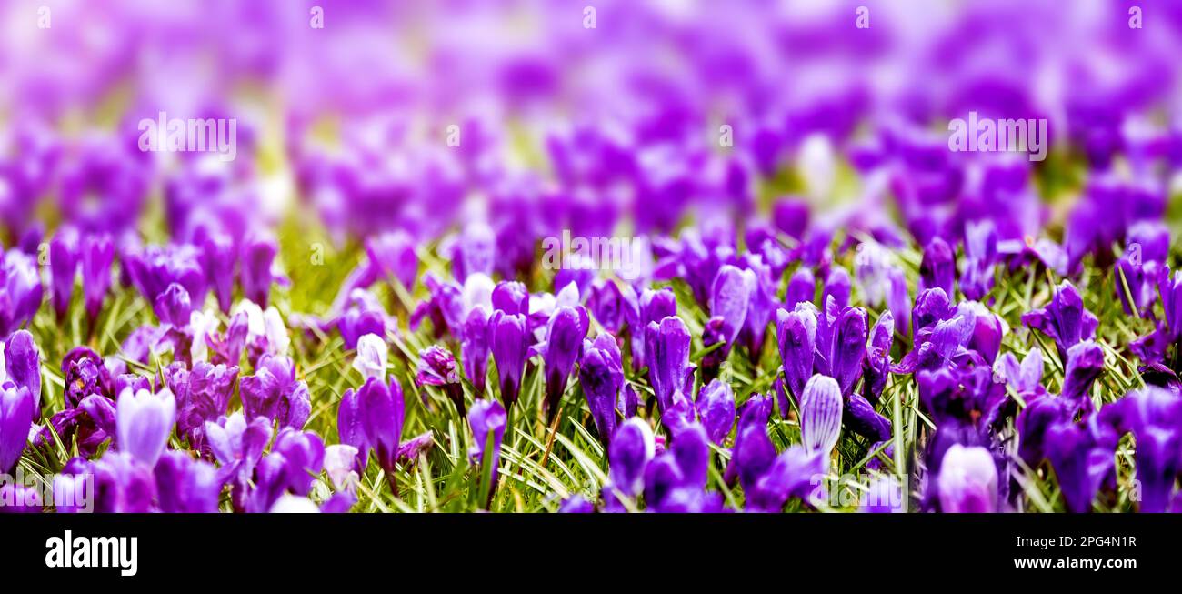 un sole illuminato su prato di primavera con crocus viola fiori panorama Foto Stock