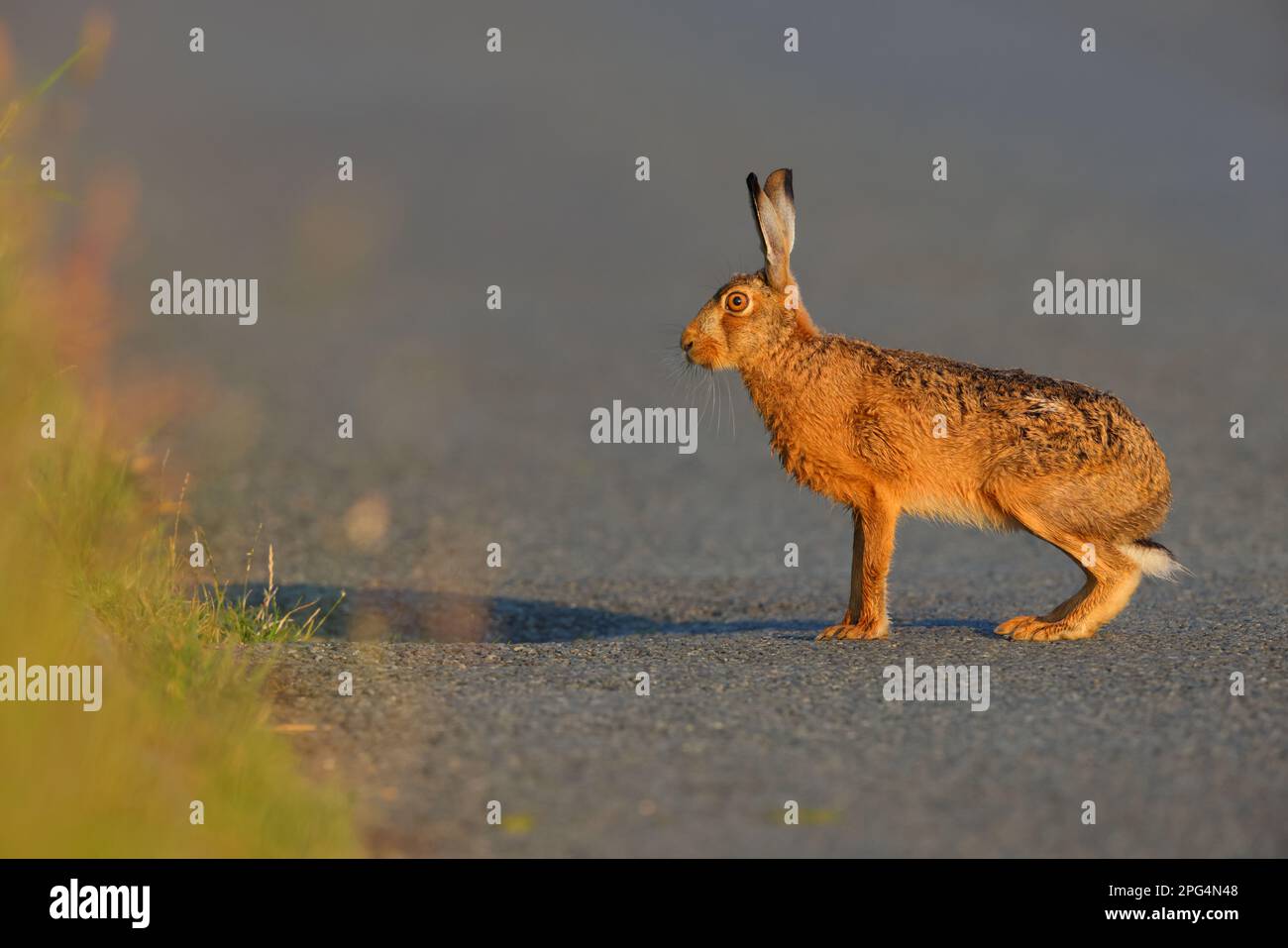 Un adulto Brown Hare (Lepus europaeus) su una tranquilla corsia di campagna attraverso terreni agricoli nell'Inghilterra orientale, Regno Unito Foto Stock