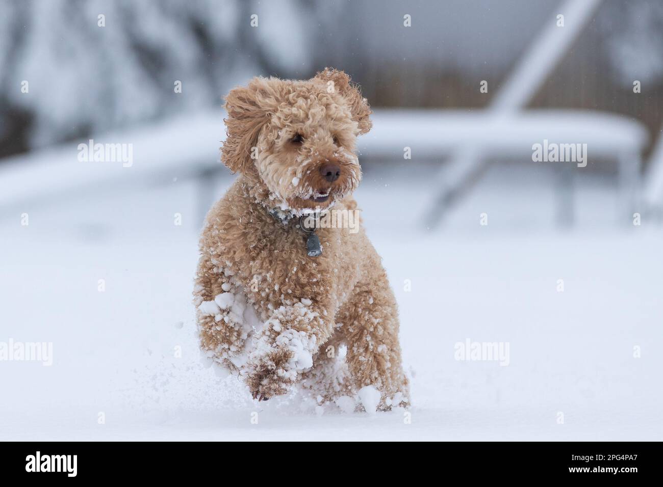 Cani che giocano nella neve Foto Stock