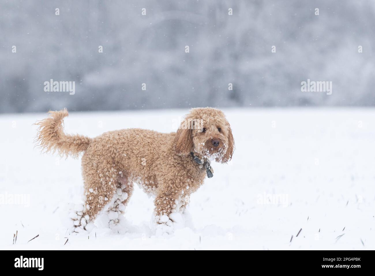 Cani che giocano nella neve Foto Stock