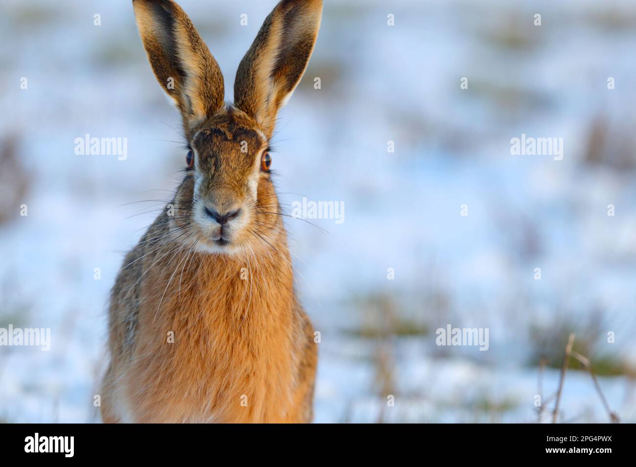 Un adulto Brown Hare (Lepus europaeus) nella neve su terreni agricoli nell'Inghilterra orientale, Regno Unito Foto Stock