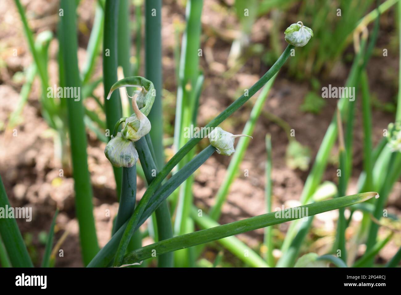 Germogli su cipolle egiziane Walking, Allium x proliferum Foto Stock