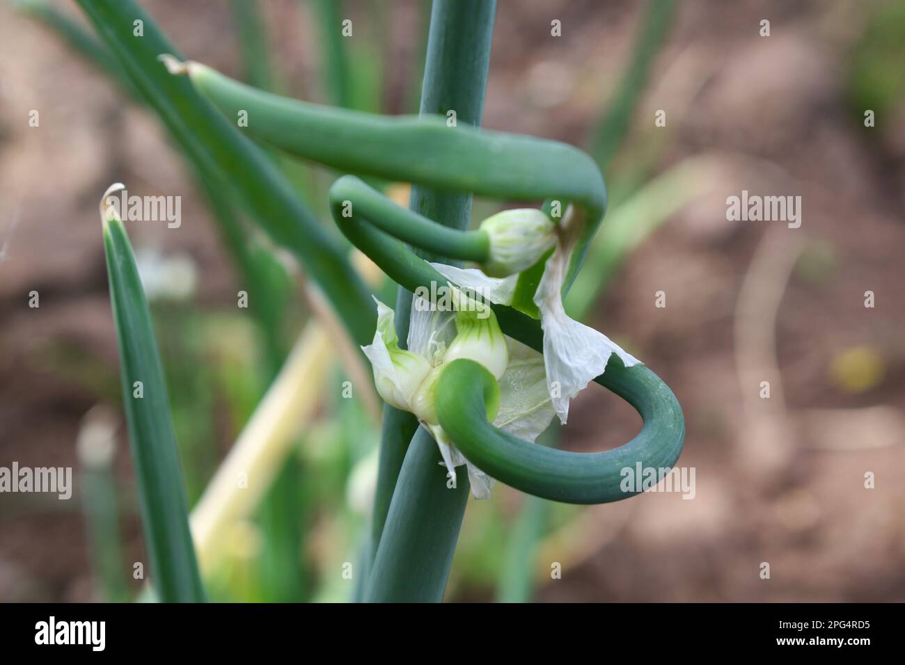 Germogli su cipolle egiziane Walking, Allium x proliferum Foto Stock