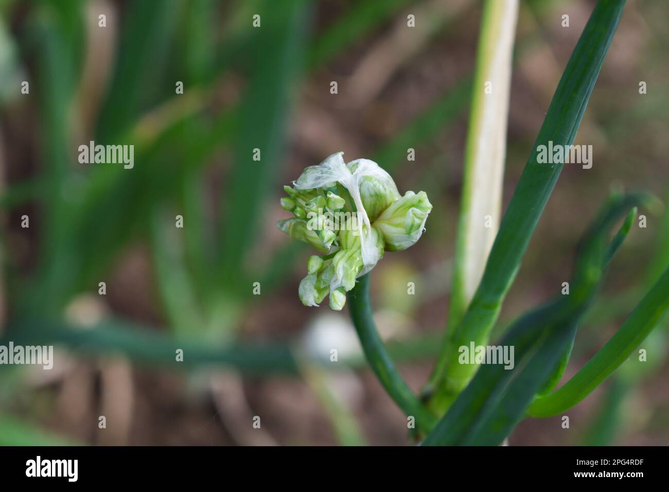 Germogli su cipolle egiziane Walking, Allium x proliferum Foto Stock