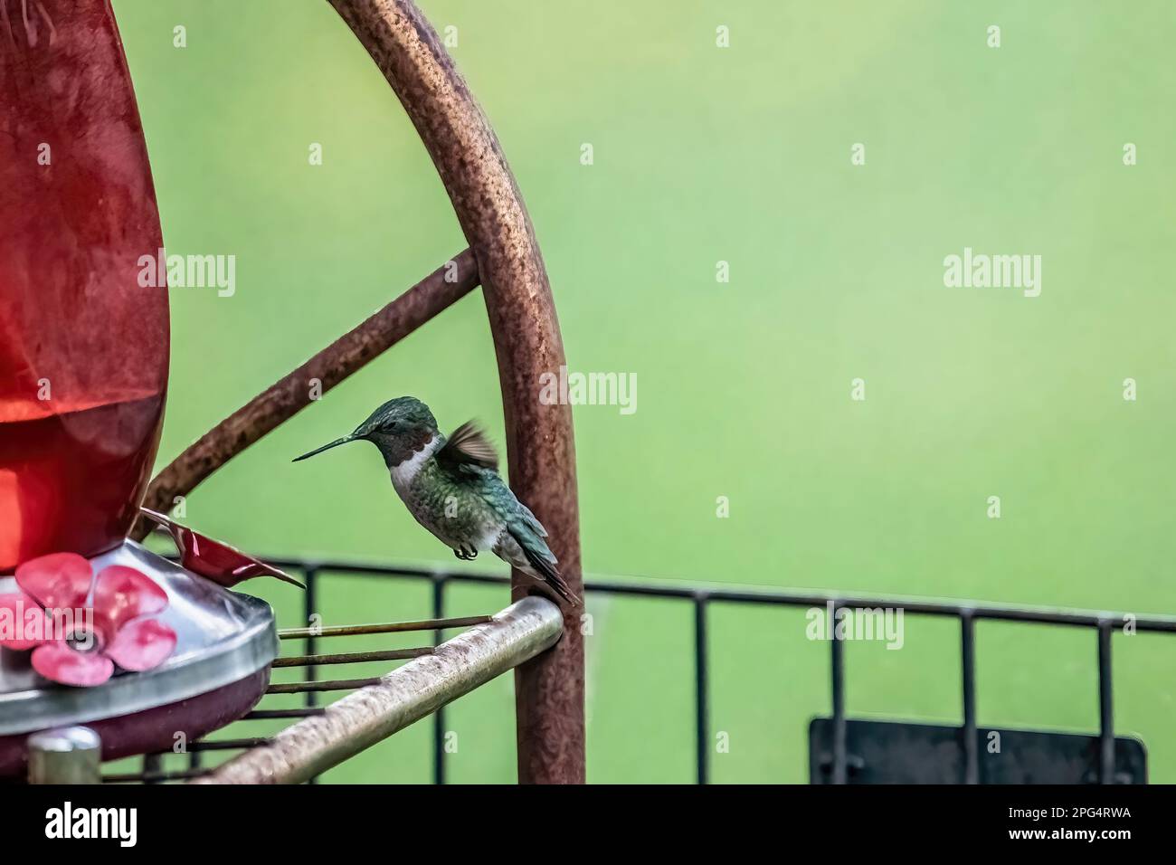 Hummingbird maschio dalla gola di rubino che si aggirano a mezz'aria mentre si beve da un alimentatore di hummingbird sul cortile in una serata primaverile a Taylors Falls, Minn. USA. Foto Stock