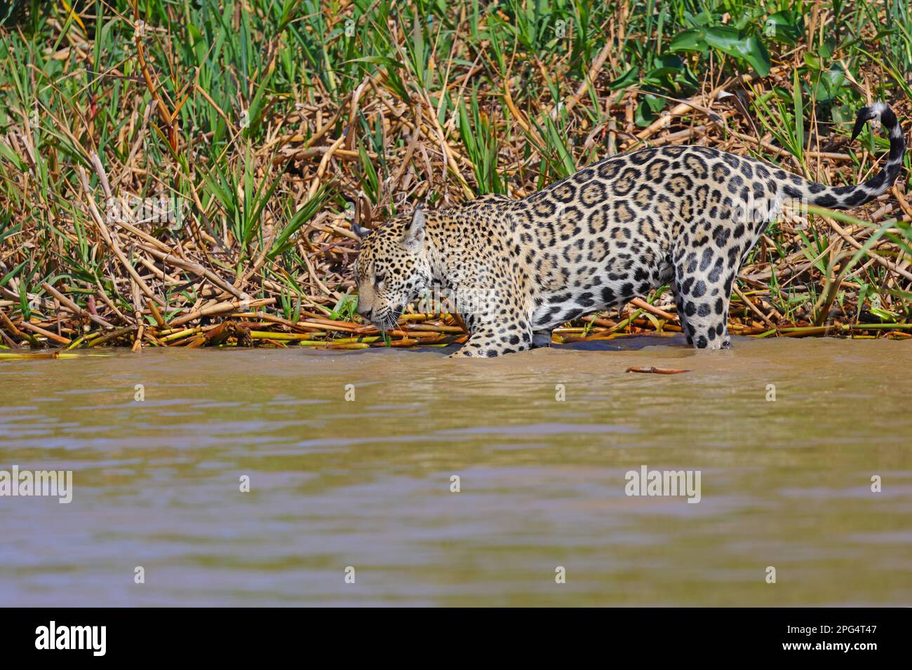 Un Jaguar adulto (Panthera oca) nel bacino del fiume Cuiaba nel Pantanal, Mato Grosso, Brasile Foto Stock