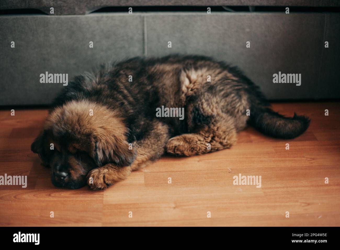 Cucciolo di mastiff tibetano rosso nella nuova casa. Foto Stock