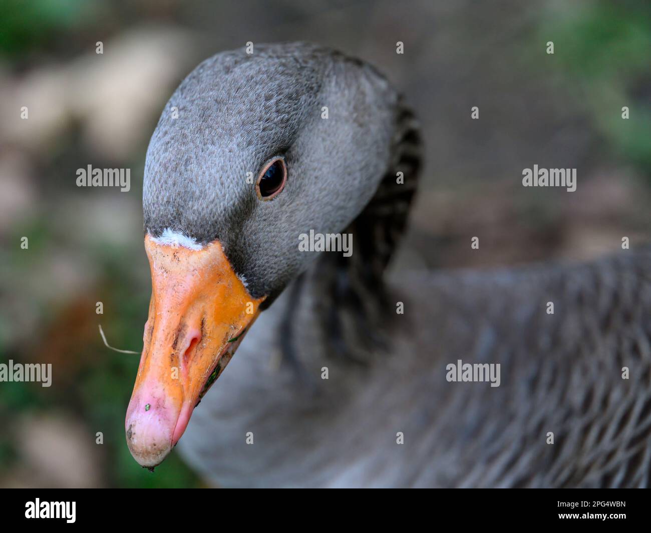 Greylag goose guardando a sinistra. Primo piano ritratto della testa grigia dell'uccello con becco arancione. Greylag Goose (Anser anser) a Beckenham, Kent, Regno Unito. Foto Stock