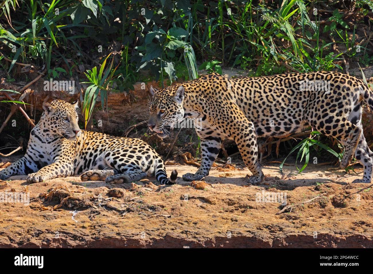 Un paio di Jaguar (Panthera oca) sulle rive del fiume Cuiaba nel Pantanal, Mato Grosso, Brasile Foto Stock