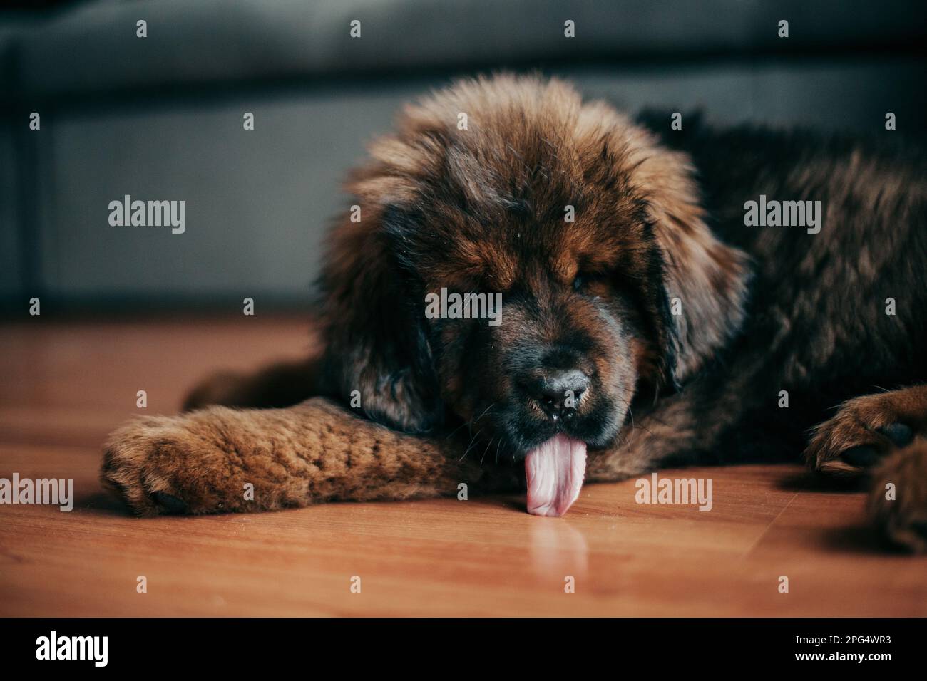 Cucciolo di mastiff tibetano rosso nella nuova casa. Foto Stock