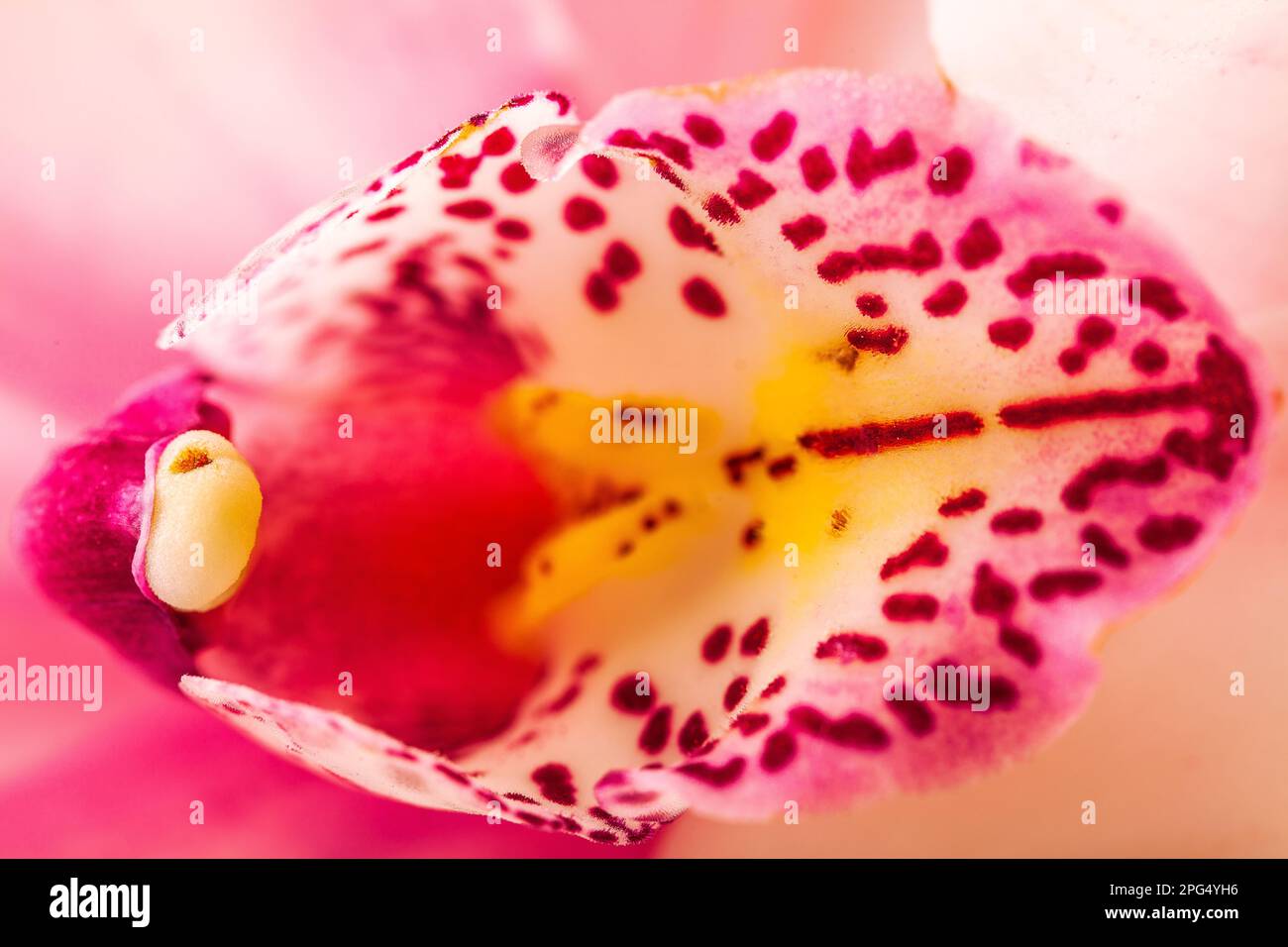 Macro di una falenopsis rosa orchidea tigre. Foto Stock