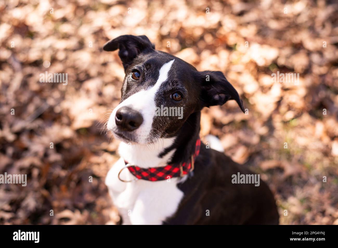 Il cane bianco e nero che lascia cadere le foglie autunnali. Foto Stock