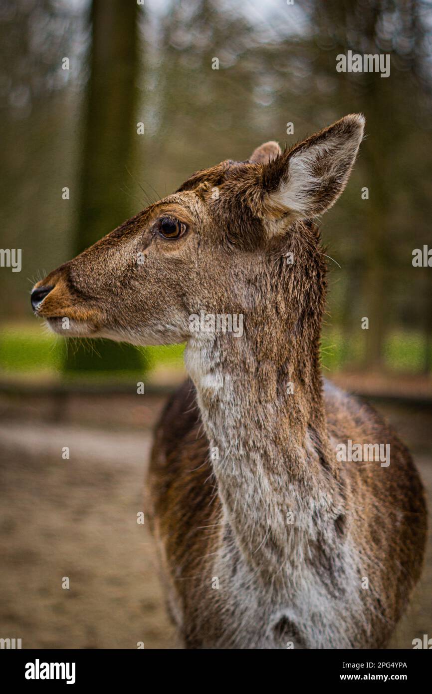 Guardate nella faccia di un cervo Foto Stock