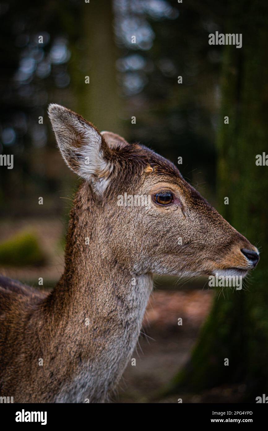 Guardate nella faccia di un cervo Foto Stock