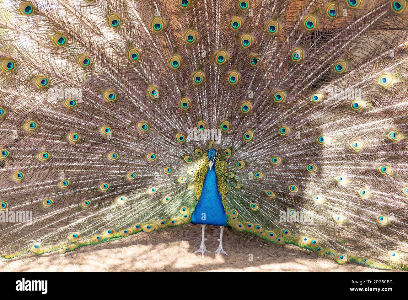 pavone con coda aperta, bel esemplare rappresentativo del pavone maschio in grandi colori metallici. Uccello pavone in piedi in giardino. Foto Stock