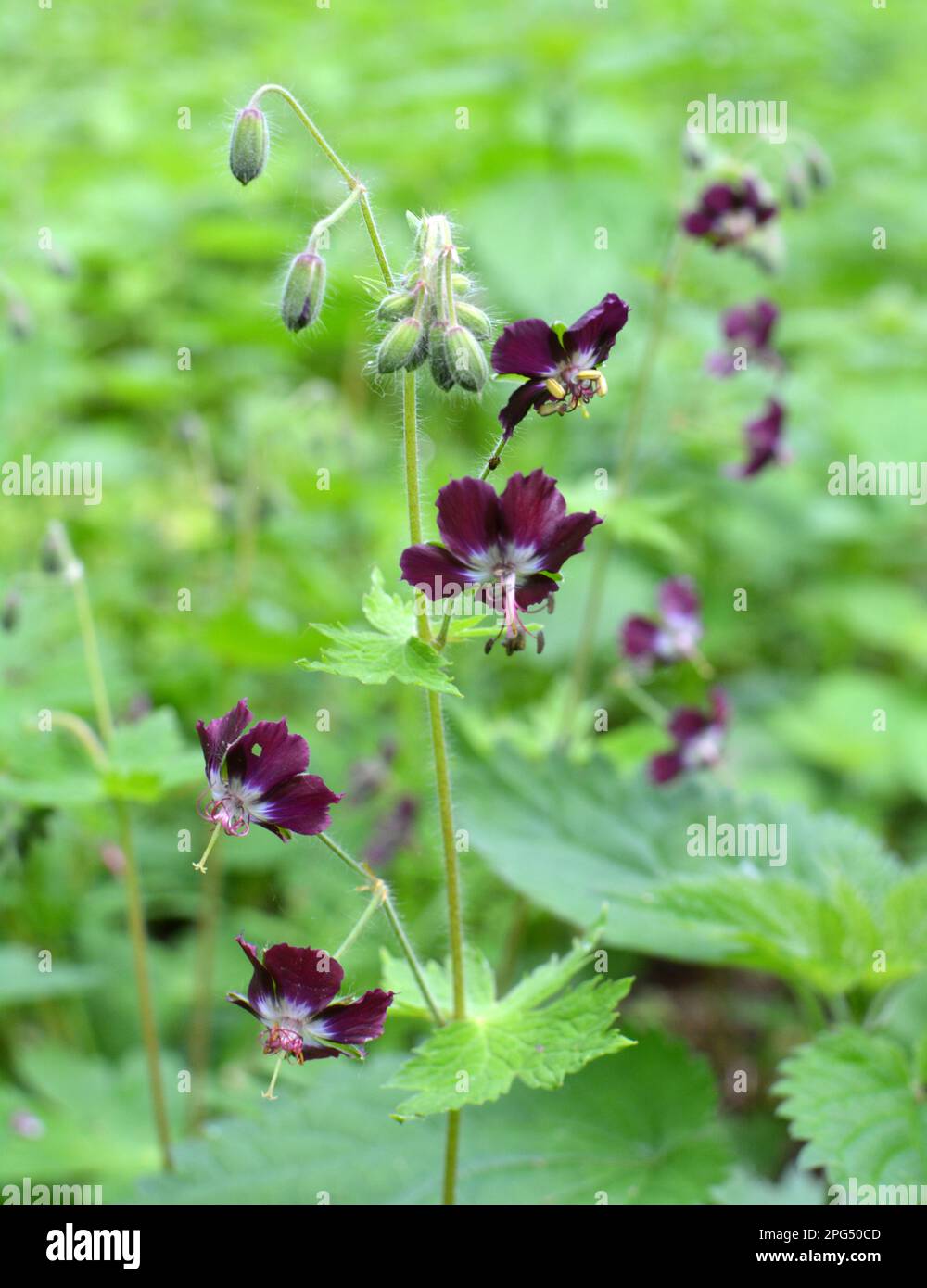 In natura nella foresta primaverile geranio phaeum fiorisce Foto Stock