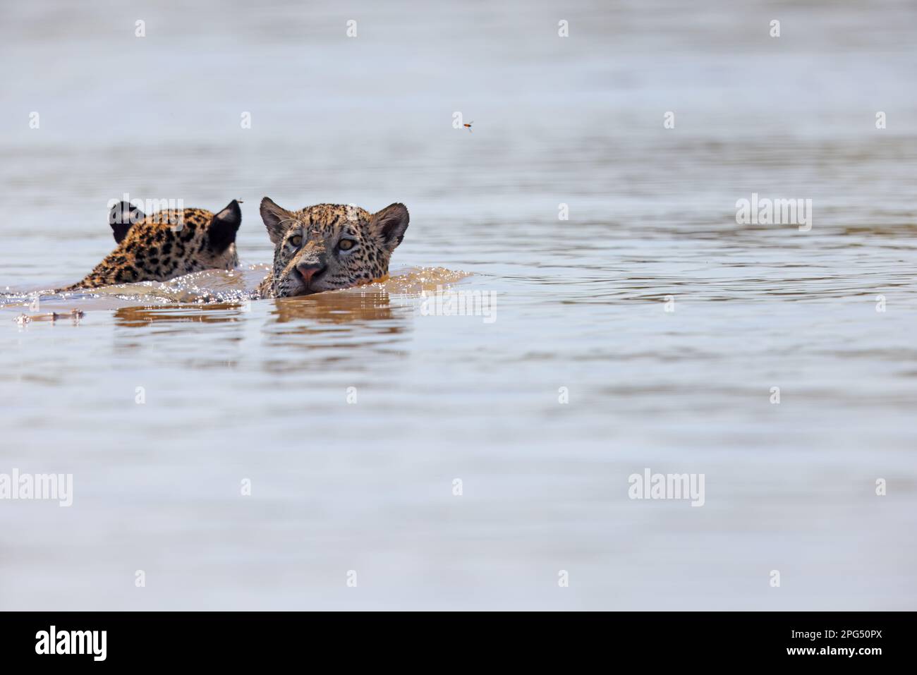 Un adulto Jaguar (Panthera oca) nuoto nel fiume Cuiaba nel Pantanal, Mato Grosso, Brasile Foto Stock