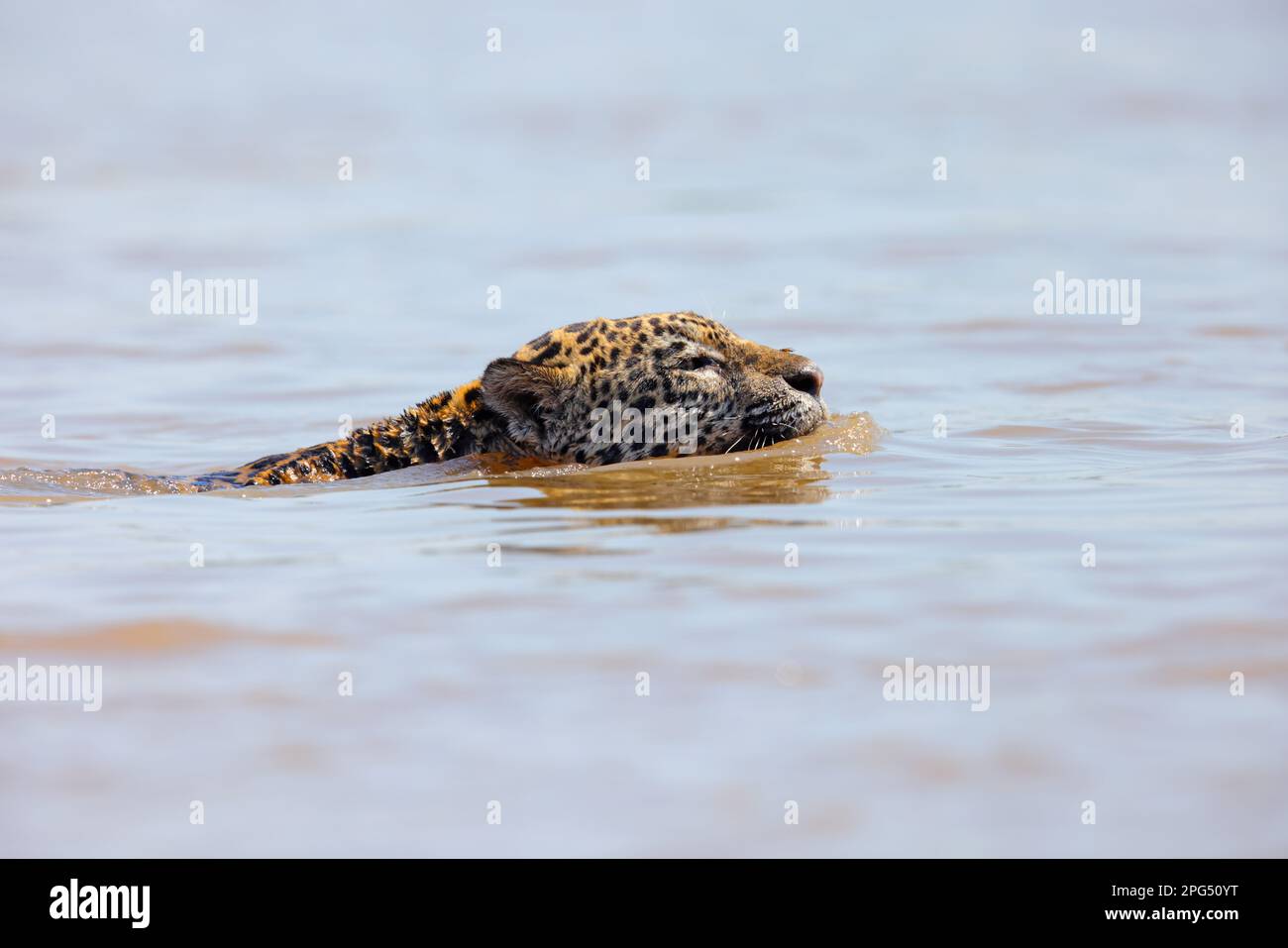Un adulto Jaguar (Panthera oca) nuoto nel fiume Cuiaba nel Pantanal, Mato Grosso, Brasile Foto Stock