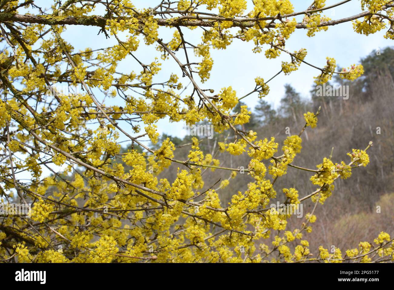 In primavera cornel è reale (Cornus mas) fiorisce in natura Foto Stock