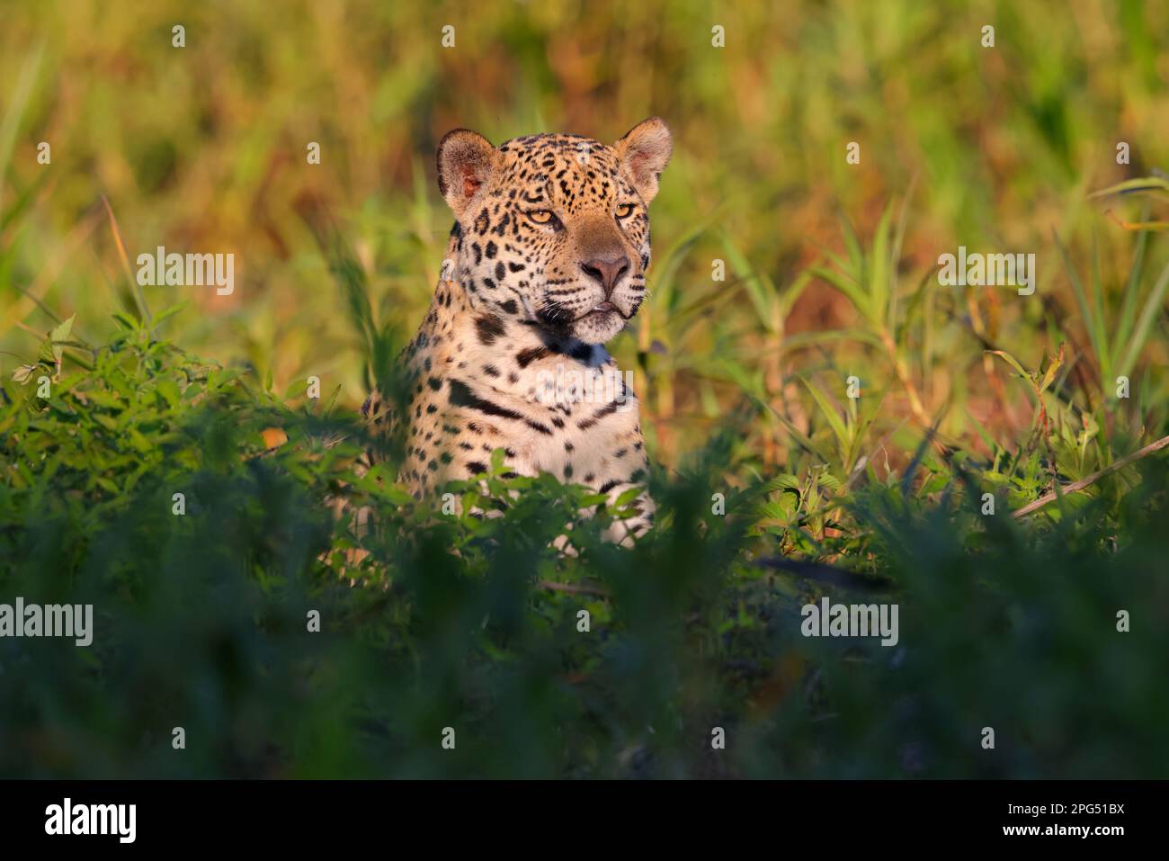 Primo piano di una Jaguar adulta (Panthera oca) sulle rive del fiume Cuiaba vicino a Porto Jobre nel Pantanal, Mato Grosso, Brasile Foto Stock