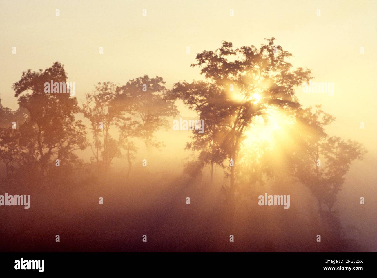 Thailandia. Sole visto attraverso gli alberi all'alba. Foto Stock