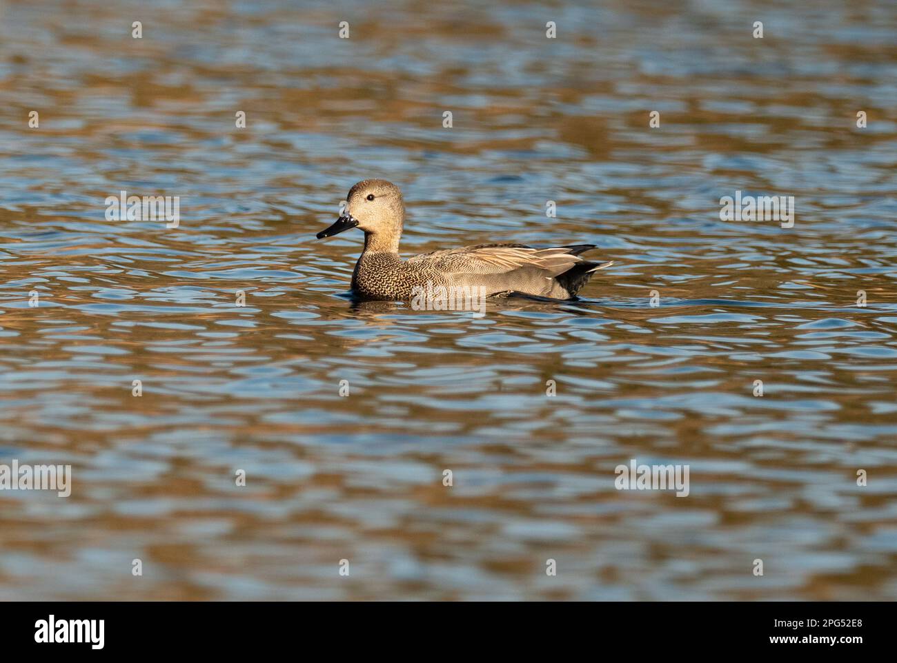 Loewenbruch, Germania. 20th Mar, 2023. 20.03.2023, Loewenbruch. Un maschio Gadwall (Mareca strepera) in splendido piumaggio nuota su un piccolo lago a Loewenbruch, Brandeburgo, a circa 20 chilometri a sud di Berlino. Credit: Wolfram Steinberg/dpa Credit: Wolfram Steinberg/dpa/Alamy Live News Foto Stock