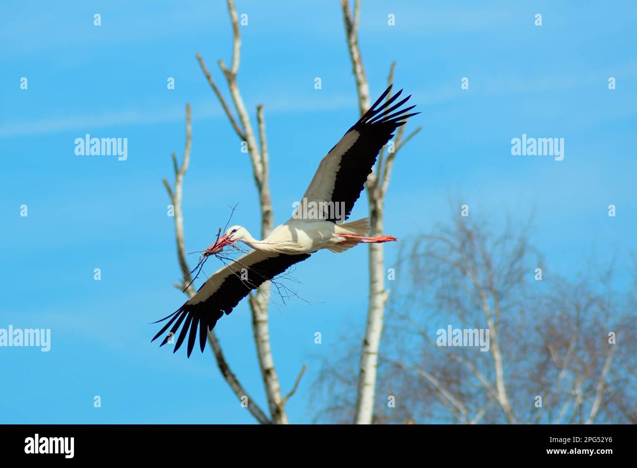 Una cicogna bianca sta raccogliendo piccoli rami per preparare il nido del suo uccello. Il grande uccello in volo sotto il cielo di primavera blu. Foto Stock
