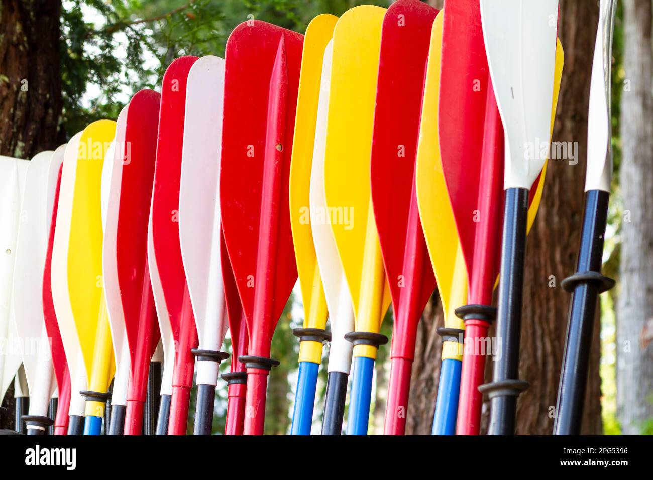 Una fila di colorate pagaie in kayak in bianco, rosso e giallo allineati sotto alberi sempreverdi in un resort del nord-ovest del Pacifico, in attesa di pagaie estive. Foto Stock