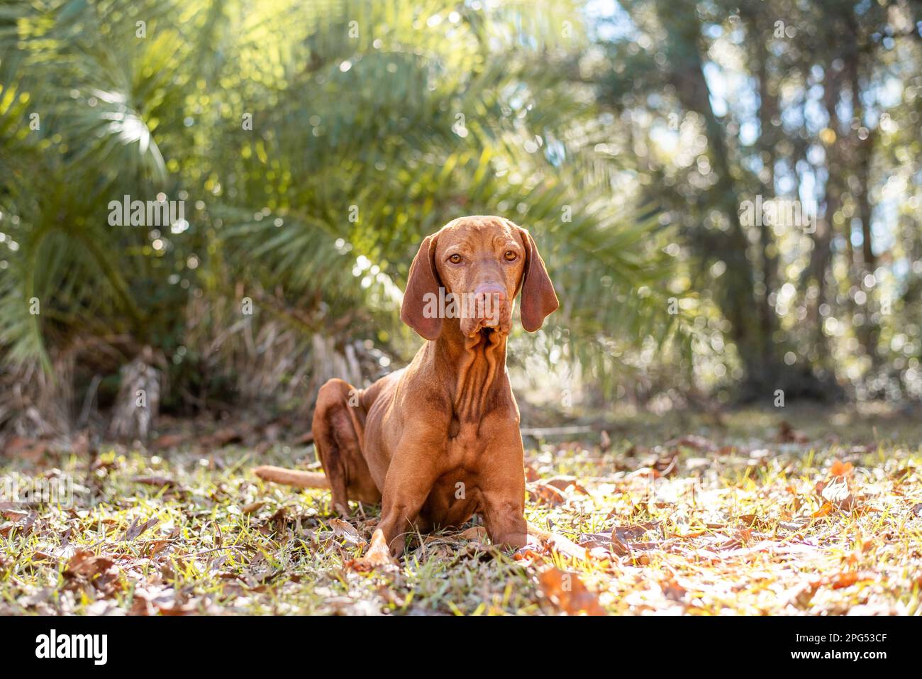 Bellissimo ritratto ungherese del cane vizsla. Cane di razza fuori sotto il sole. Foto Stock