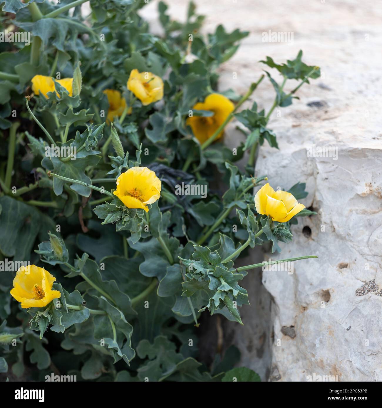 Cornice quadrata Flora Israele. Glaucium è un genere di piante erbacee della famiglia Papavera, di circa 25 specie Foto Stock