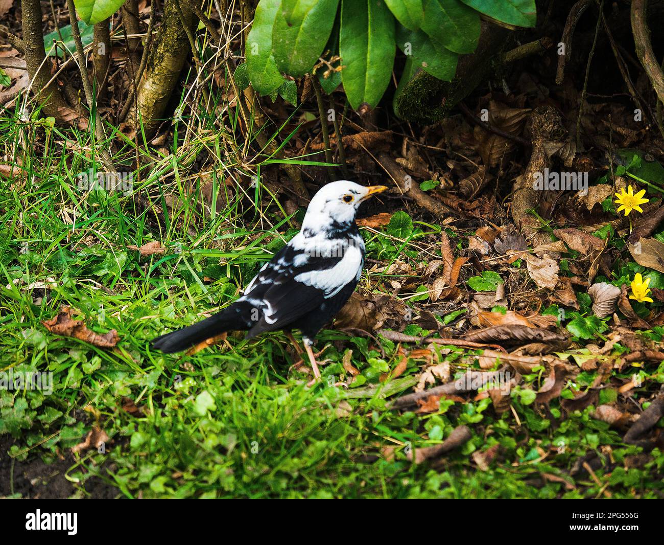 Uccello nero e bianco nel Parco di Ightenhill a Burnley. Questo è causato da una rara condizione chiamata Leucism che è una mutazione genetica di uccello maschio Foto Stock Uccello nero e bianco nel Parco di Ightenhill a Burnley. Questo è causato da una rara condizione chiamata Leucism che è una mutazione genetica di uccello maschio Foto Stock