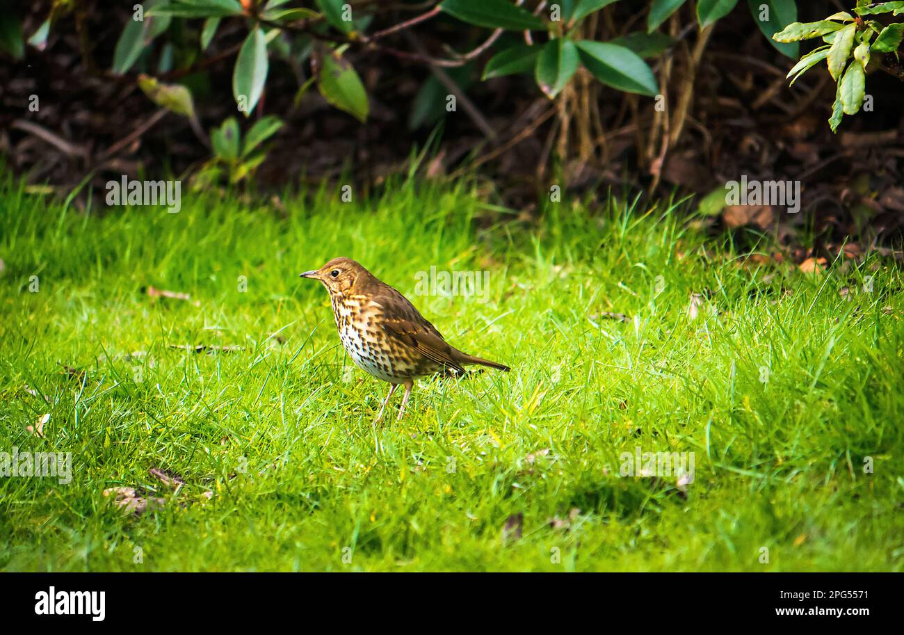 Canzone Thrush Foraging in Ightenhill Park a Burnley in Lancashire UK Foto Stock Canzone Thrush Foraging in Ightenhill Park a Burnley in Lancashire UK Foto Stock