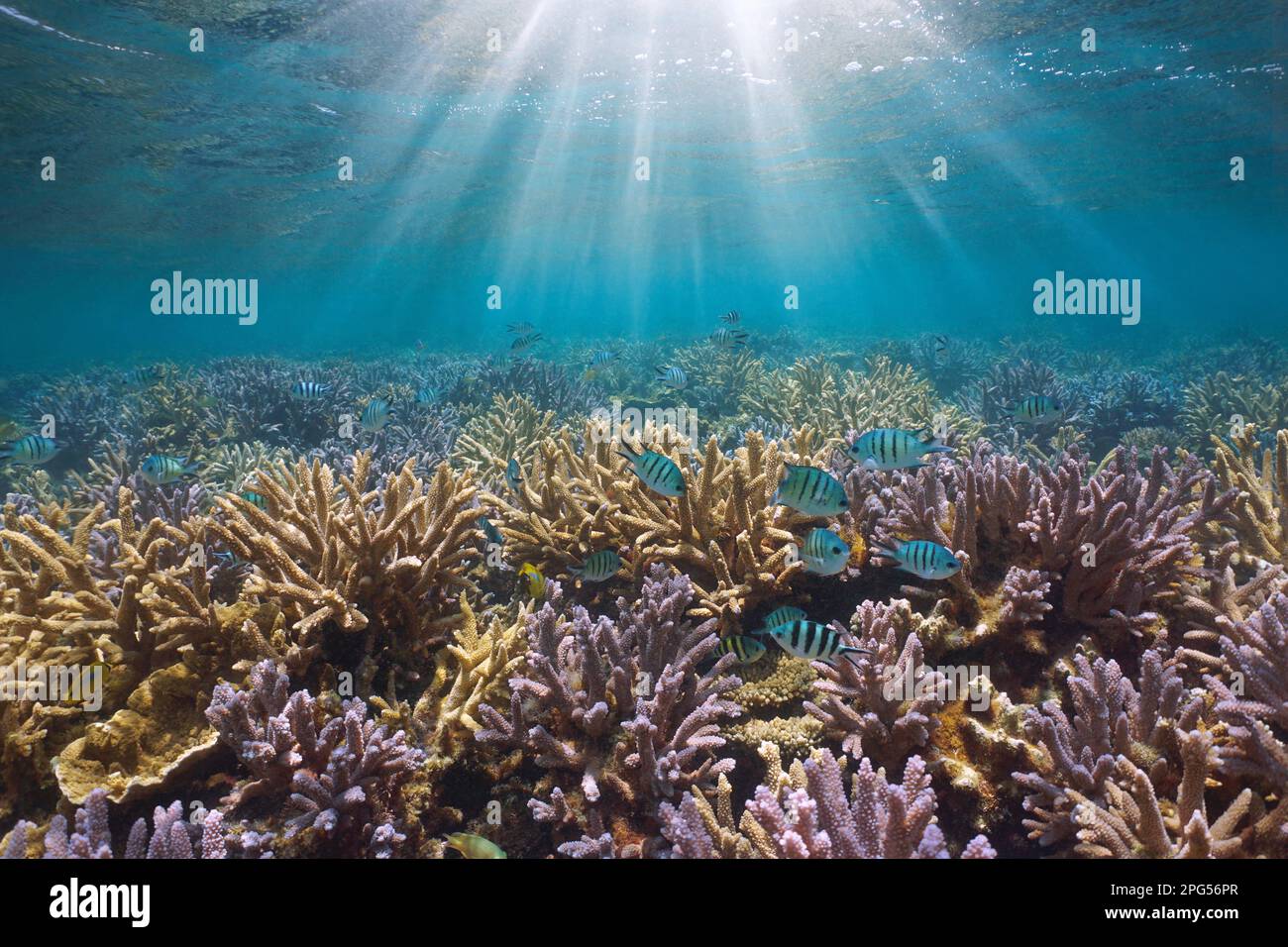 Luce del sole sott'acqua su una barriera corallina con pesci nell'oceano Pacifico (corallo Acropora e pesce sergente di coda di scusa), Nuova Caledonia, Oceania Foto Stock