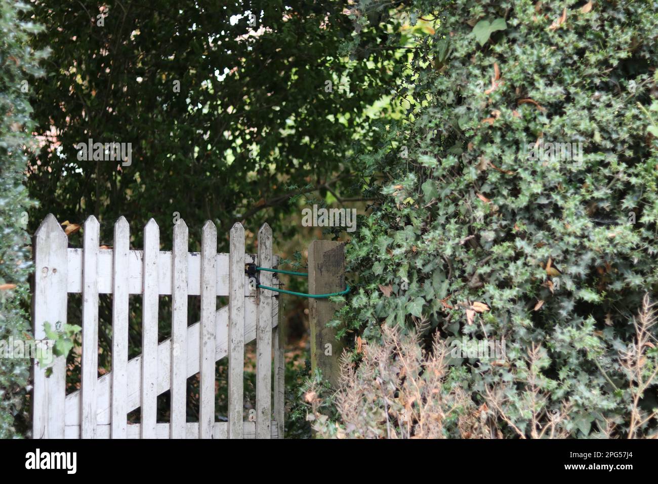 Riccamente vecchio cancello in legno in campagna in autunno tra cespugli Foto Stock