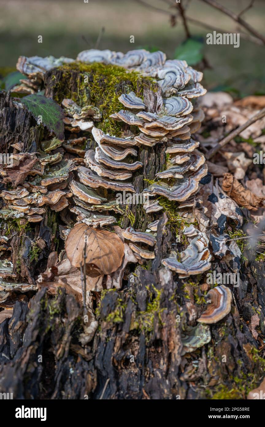Primo piano fungo albero che cresce su un tronco di albero nella foresta, tiro verticale Foto Stock