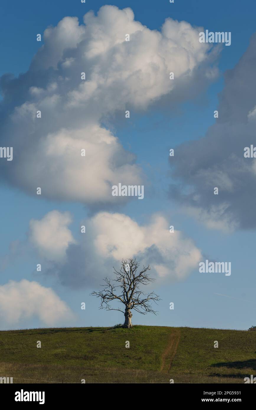 Grande albero morto solitario con nuvola Foto Stock