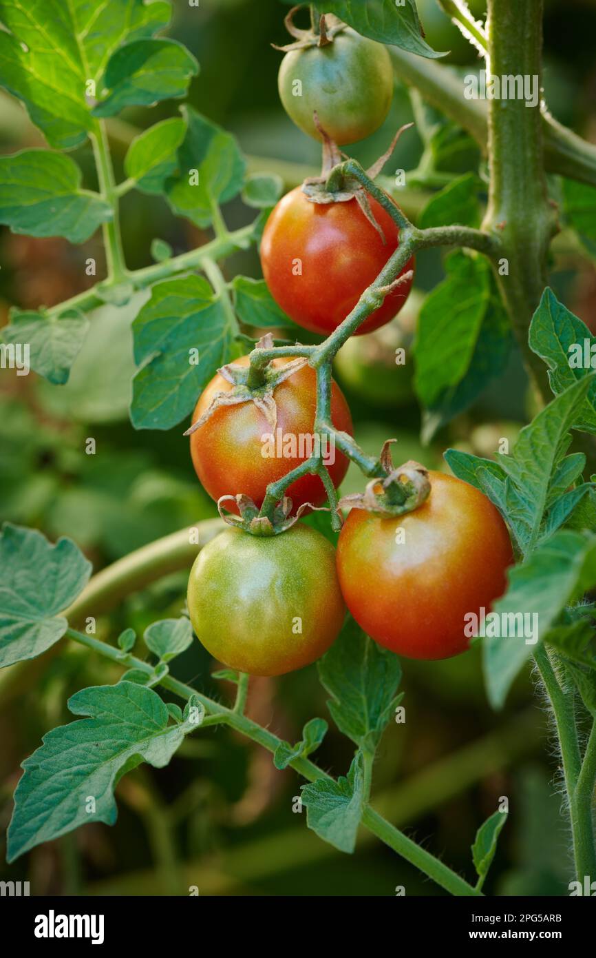 Ciliegia cocktail pomodori maturazione su vite, biologico, pollinato aperto, varietà heirloom. Foto Stock