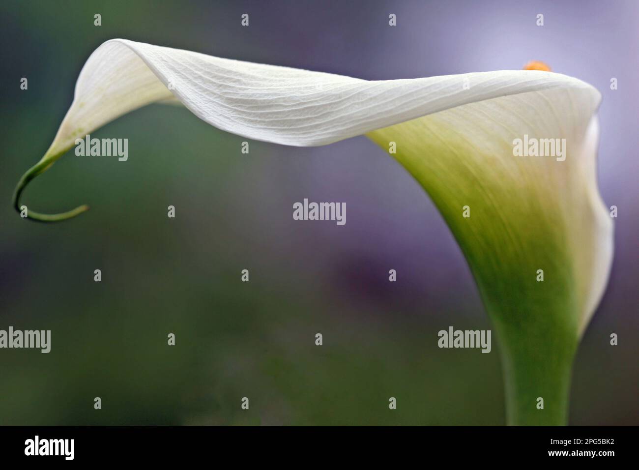 Immagine macro full frame di un giglio Calla bianco (Zantedeschia) con la curva del fiore a forma di lancia (spathe) e la sommità della spadix gialla Foto Stock