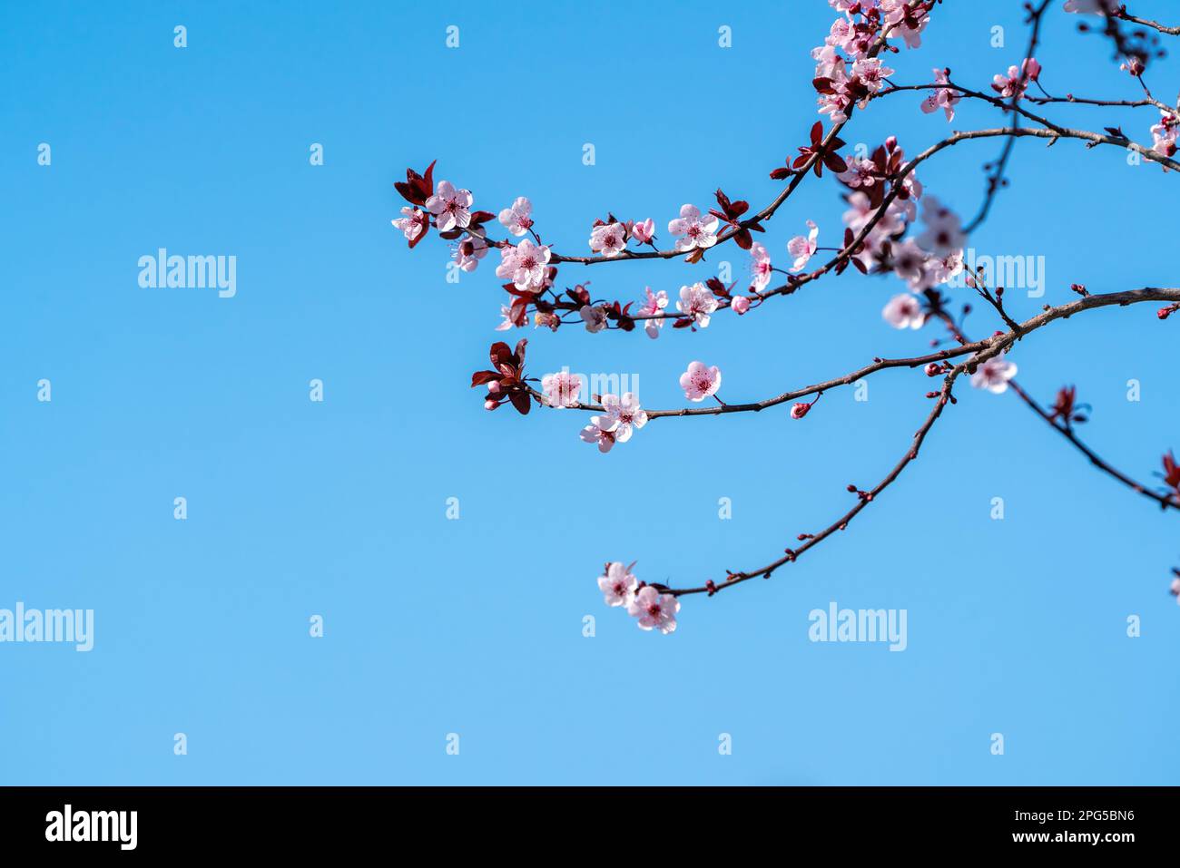 L'albero di prugna fiorisce in primavera Foto Stock