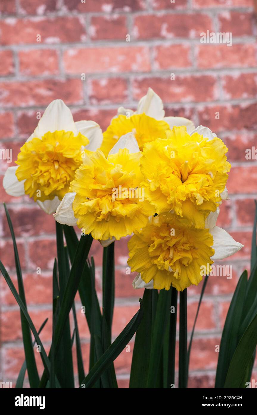 Primo piano del gruppo di Narcissus Full House in primavera. Full House è una divisione gialla e bianca 4 doppio daffodil che è un perenne deciduo Foto Stock