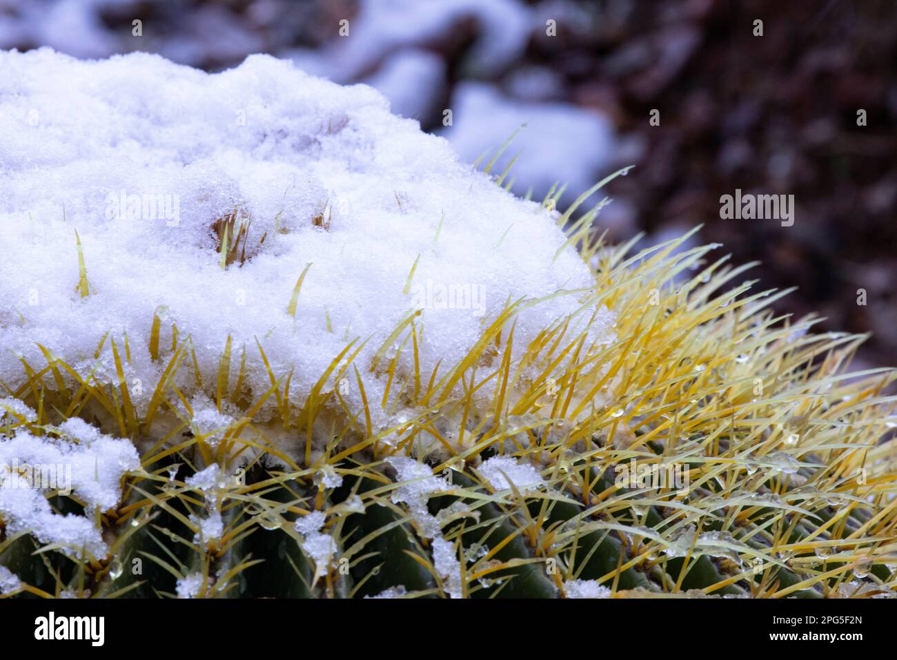 Primo piano di insolite texture meteorologiche di accumulo di neve sulla cima e spine di cactus barile deserto a Tucson, Arizona, USA, nel sud-ovest americano Foto Stock