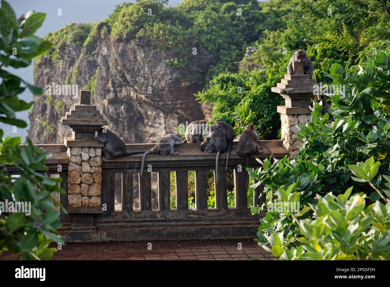 Giovani macachi che giocano al Tempio di Uluwatu, Bali, Indonesia Foto Stock