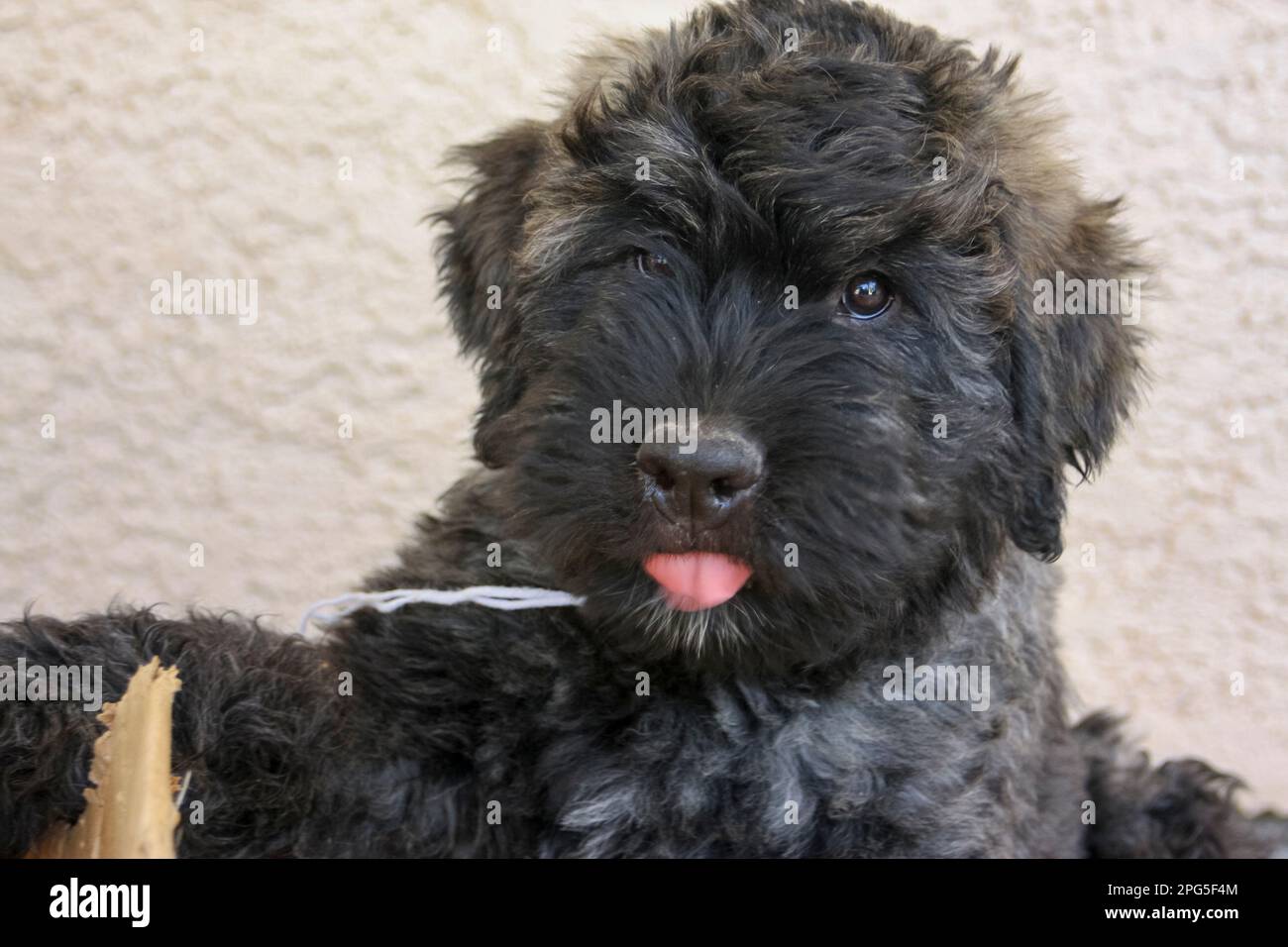 Cucciolo di Bouvier nero che gioca e guarda la macchina fotografica Foto Stock