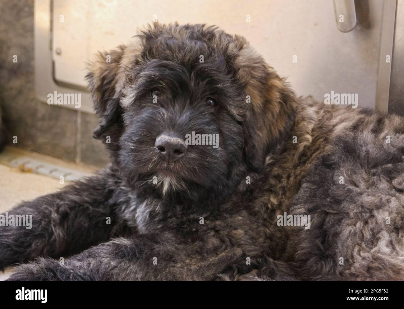 Nero Bouvier de Flandres cucciolo in posa per un ritratto naturale Foto Stock