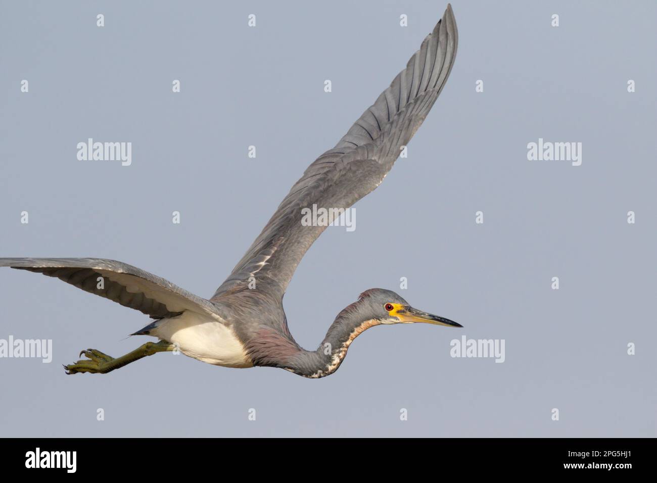Airone tricolore (Egretta tricolore) volante, Galveston, Texas Foto Stock