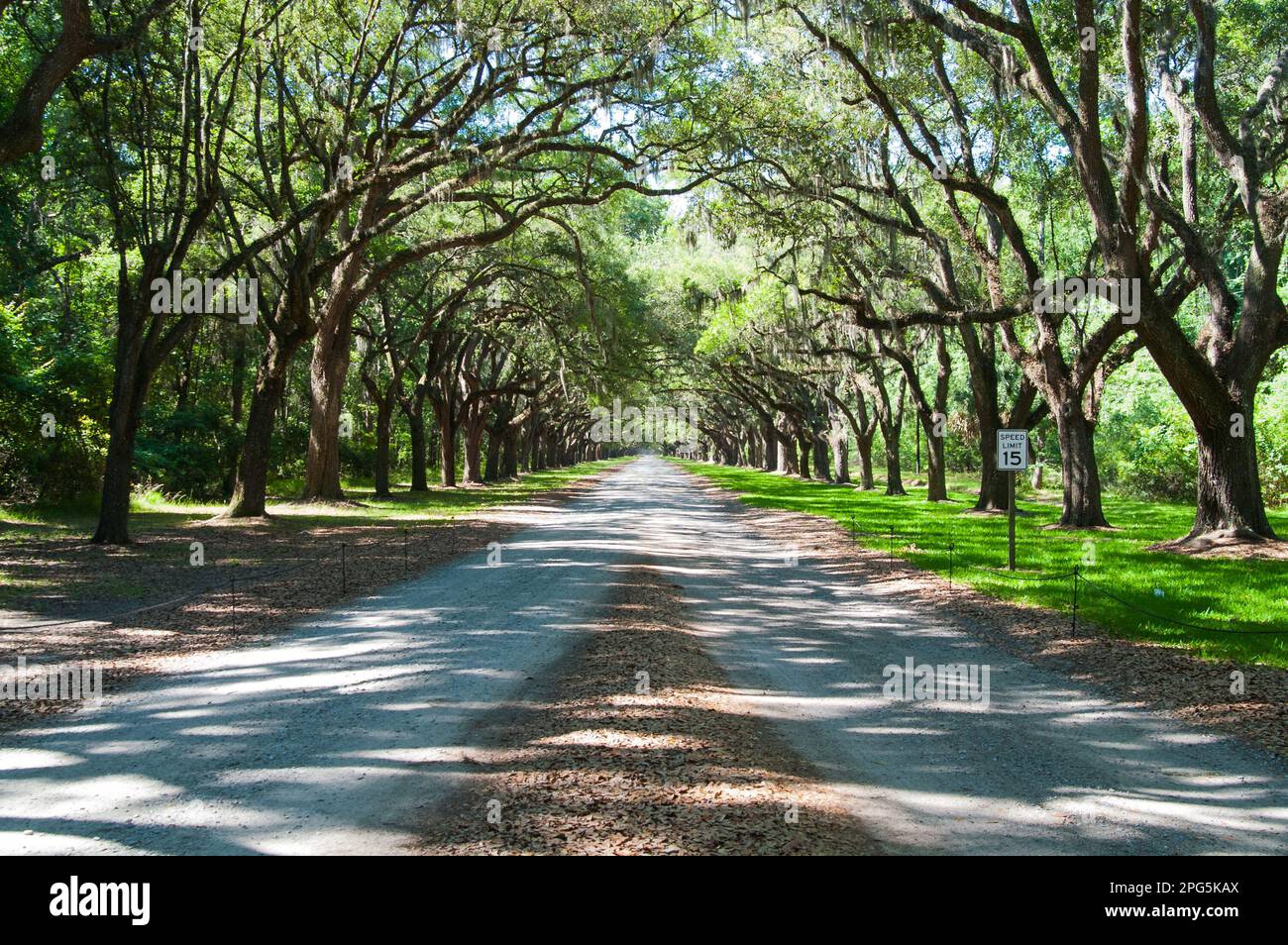 Convergere strade di ghiaia sotto un tetto di alberi, apparentemente dicendo, 'così'. Foto Stock